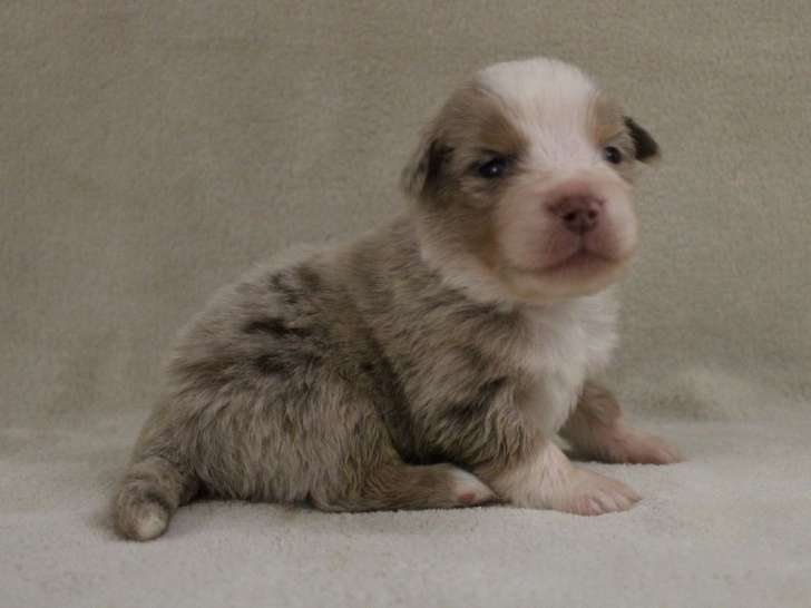 Des chiots Bergers Américains Miniatures LOF à réserver
