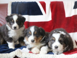 6 chiots Bergers Australiens noir tricolore disponibles à la vente (LOF)