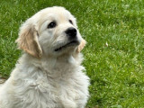 1 chiot mâle Golden Retriever LOF mis en vente