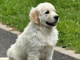 1 chiot mâle Golden Retriever LOF mis en vente
