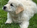 1 chiot mâle Golden Retriever LOF mis en vente