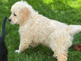 1 chiot mâle Golden Retriever LOF mis en vente