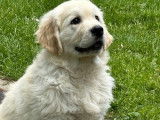 1 chiot mâle Golden Retriever LOF mis en vente