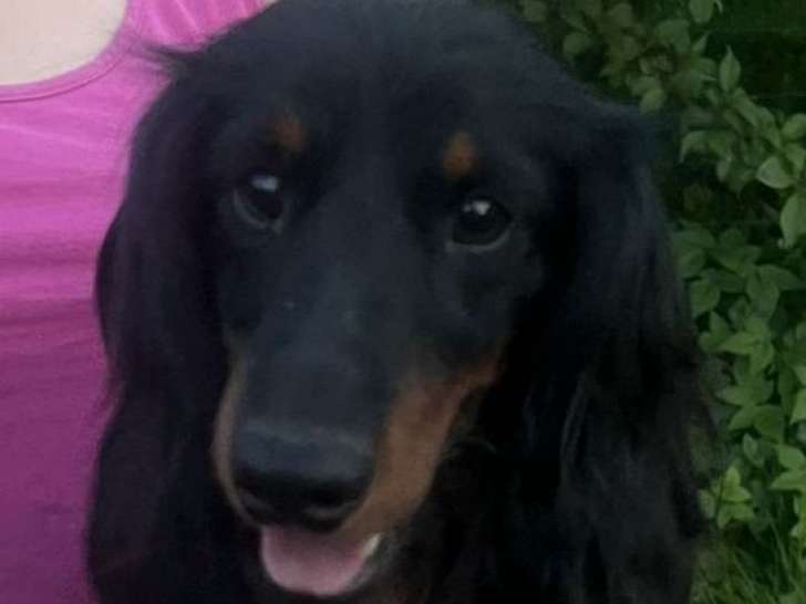 1 chien mâle Teckel LOF noir et feu disponible à la vente