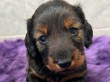 Chiot femelle Teckel Nain à réserver (LOF)