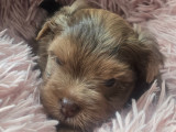 Chiot de race Yorkshire Terrier femelle à vendre