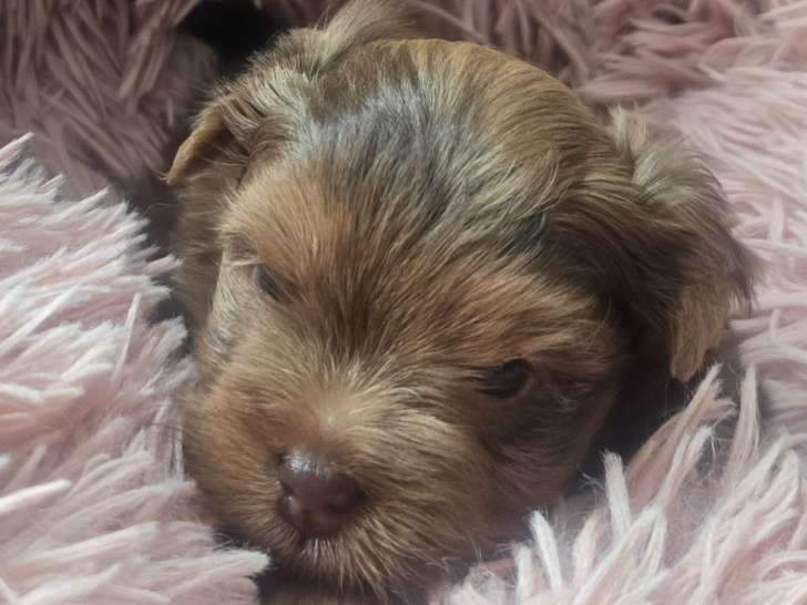 Chiot de race Yorkshire Terrier femelle à vendre