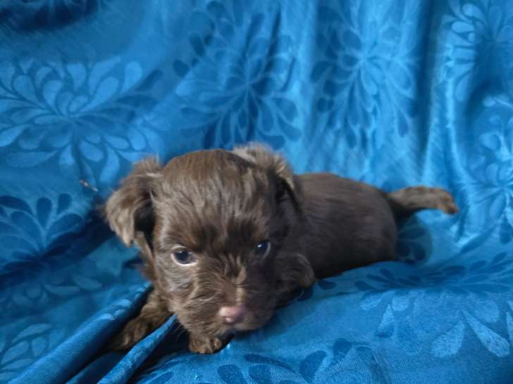 Chiot de race Yorkshire Terrier femelle à vendre