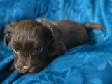 Chiot de race Yorkshire Terrier femelle à vendre
