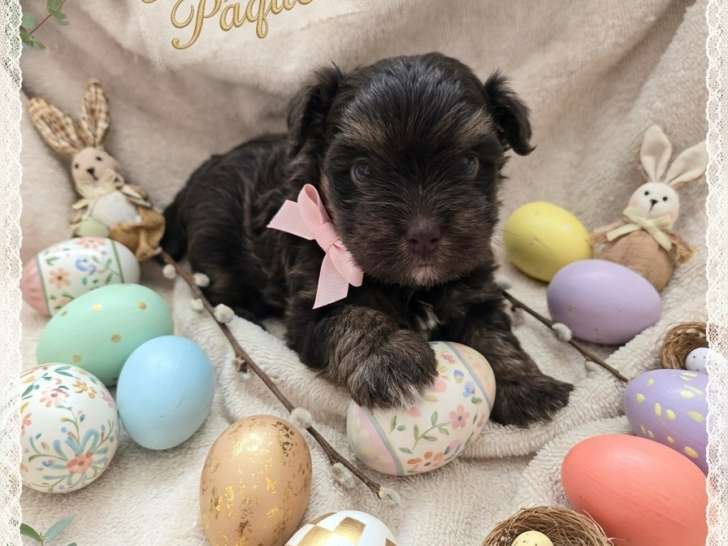 Chiot de race Yorkshire Terrier femelle à vendre
