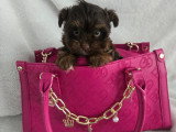 Chiot de race Yorkshire Terrier femelle à vendre