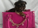 Chiot de race Yorkshire Terrier femelle à vendre