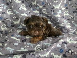 Chiot de race Yorkshire Terrier femelle à vendre