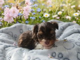 Chiot de race Yorkshire Terrier à vendre