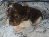 Chiot de race Yorkshire Terrier à vendre
