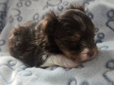 Chiot de race Yorkshire Terrier à vendre