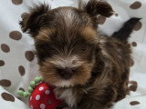 Chiot de race Yorkshire Terrier à vendre