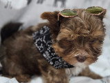 Chiot de race Yorkshire Terrier à vendre