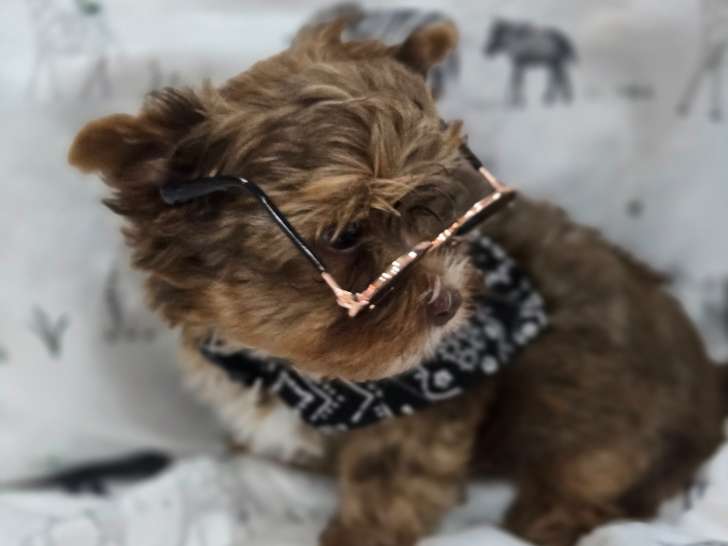 Chiot de race Yorkshire Terrier à vendre