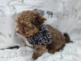 Chiot de race Yorkshire Terrier à vendre