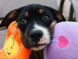 En attente d'un foyer : chiot femelle de 2 mois