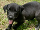 À accueillir : chiot femelle noir