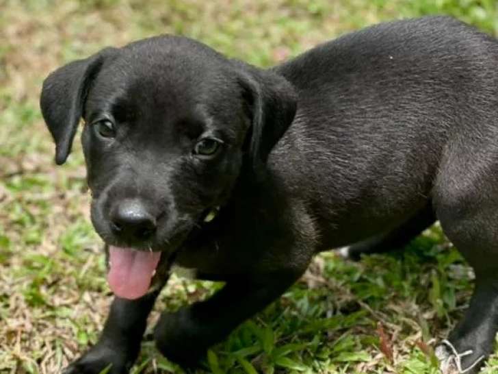 À accueillir : chiot femelle noir