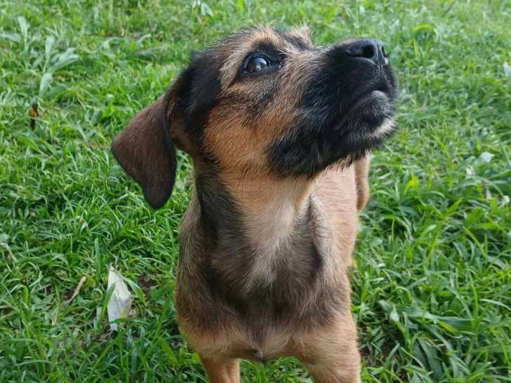 En quête d'une famille : chiot femelle fauve charbonné