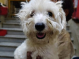 Adoption disponible : chien Coton de Tuléar blanc