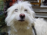 À la recherche d'un foyer : chien Coton de Tuléar d'un an
