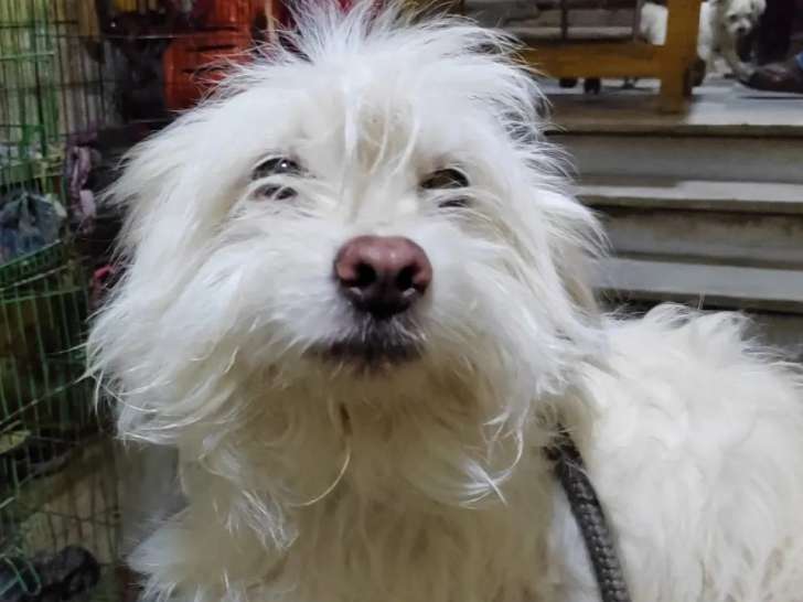 À la recherche d'un foyer : chien Coton de Tuléar d'un an