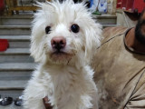 Chien Coton de Tuléar d'un an à adopter