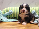 5 chiots mâles Bouvier Bernois LOF à réserver
