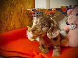 2 chiots mâles Teckel LOF à poil dur disponibles à l’achat