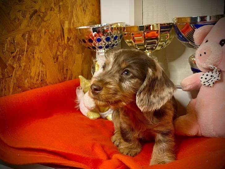 2 chiots mâles Teckel LOF à poil dur disponibles à l’achat