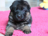 11 chiots Berger Allemand LOF disponibles à la vente