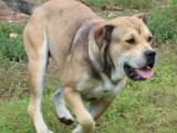 7 chiens adultes Dogue de Majorque LOF en vente