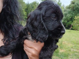 1 chiot mâle Cocker Anglais noir LOF à réserver