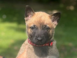 2 chiots mâles Berger Belge Malinois LOF à réserver