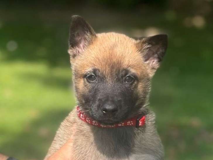 2 chiots mâles Berger Belge Malinois LOF à réserver