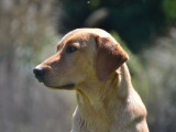 Chien Labrador mâle sable disponible à la vente (LOF)