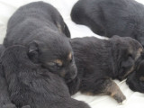 7 chiots Berger Allemand LOF à réserver