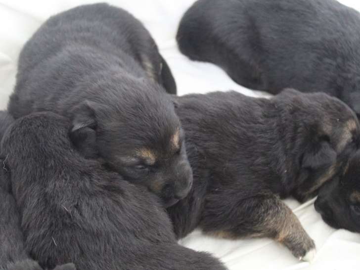 7 chiots Berger Allemand LOF à réserver