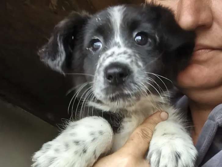 Chiot mâle de 3 mois disponible à l'adoption