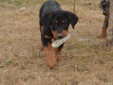 Aragorn, adorable chiot Beauceron noir et feu inscrit au LOF à vendre