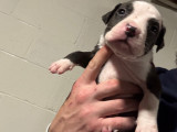 Chiots American Bully à vendre