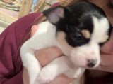 Chiots de type Chihuahua à vendre