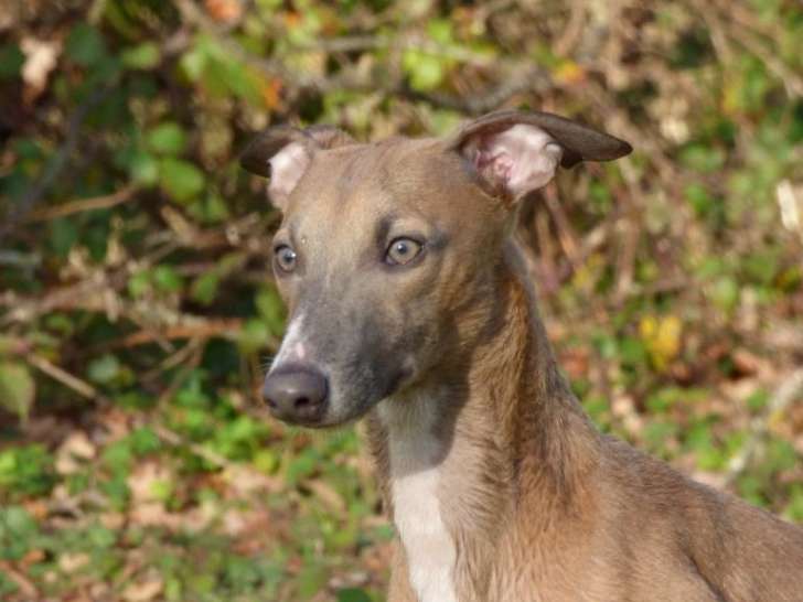 Tom Sawyer, mâle Whippet LOF disponible pour saillie