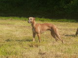 Tom Sawyer, mâle Whippet LOF disponible pour saillie