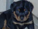 Chiots Rottweiler à réserver
